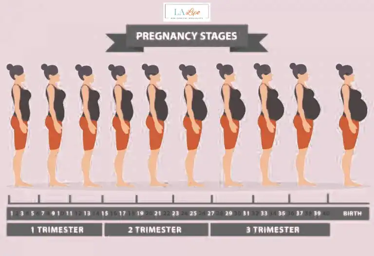 First Trimester (Weeks 1–12): Early Changes You Might Not Notice Slough